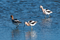 Petaluma River Birds